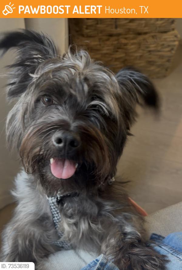 Found/Stray Male Dog last seen 19th Street and Rutland, Houston, TX 77008