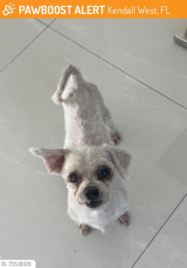 Found/Stray Male Dog last seen Near St, Kendall West, FL 33193