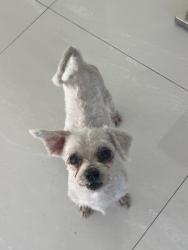 Found/Stray Male Dog last seen Near St, Kendall West, FL 33193