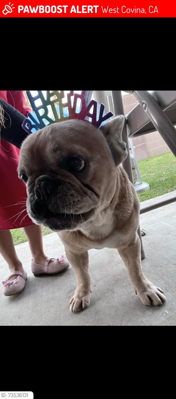 Lost Male Dog last seen Sunset and Francisquito, West Covina, CA 91790
