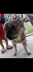Lost Male Dog last seen Sunset and Francisquito, West Covina, CA 91790
