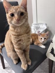 Lost Male Cat last seen Tully, Mount Vernon Dr, Uhlig Ave, Hemminger Ave, Modesto, CA 95350