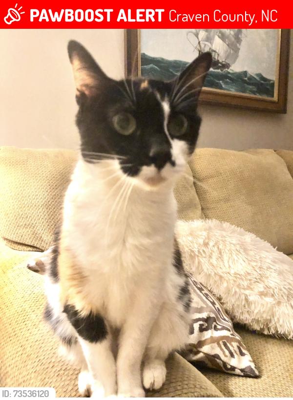 Lost Female Cat last seen Two Lakes Trail near Dollar General Broad Creek Rd, Craven County, NC 28560