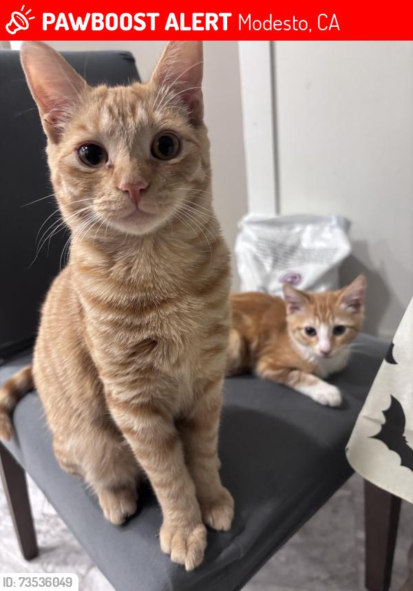 Lost Male Cat last seen Tully, Mount Vernon Dr, Uhlig Ave, Hemminger Ave, Modesto, CA 95350