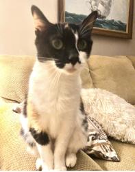 Lost Female Cat last seen Two Lakes Trail near Dollar General Broad Creek Rd, Craven County, NC 28560