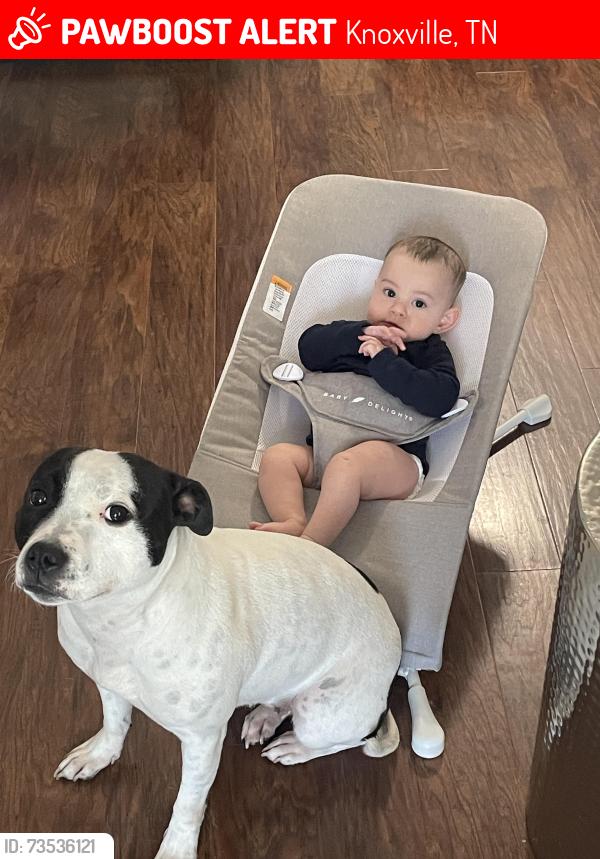 Lost Female Dog last seen University ave, Knoxville, TN 37921