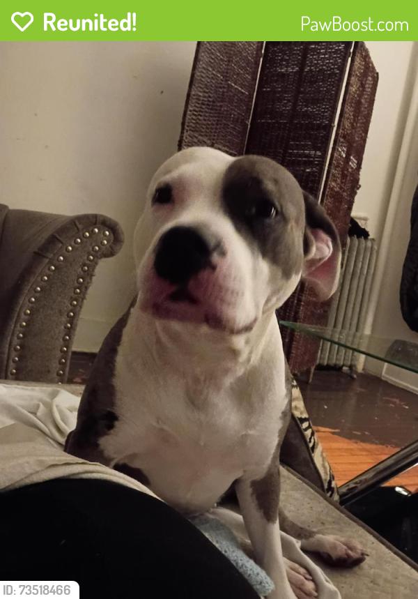 Reunited Female Dog last seen South end of Springfield Massachusetts, Somerville, MA 02143