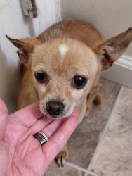 Reunited Male Dog last seen Norwood and Eleanor, Sacramento, CA 95838