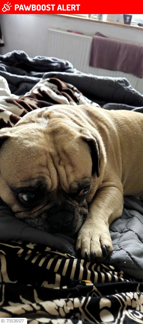 Lost Male Dog last seen Lea farm road, Hawksworth, England 