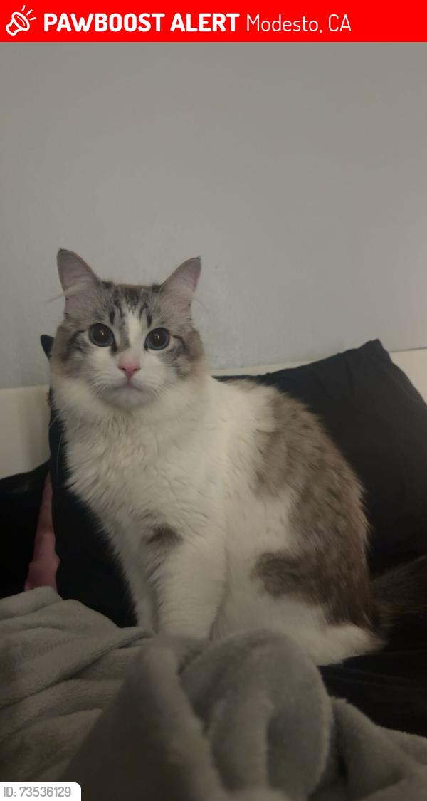 Lost Male Cat last seen rumble and tully, Modesto, CA 95350