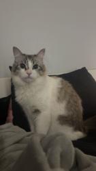 Lost Male Cat last seen rumble and tully, Modesto, CA 95350