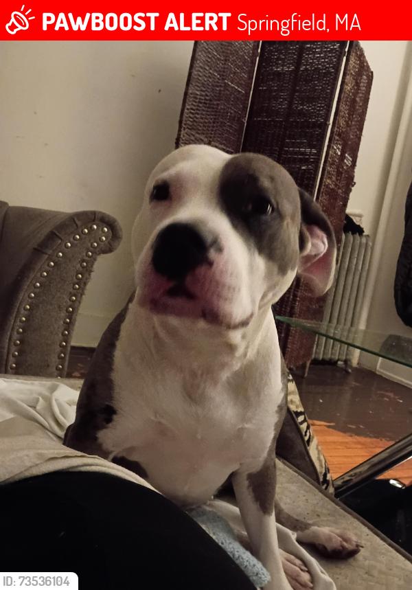 Lost Female Dog last seen Near Avon place apmt 104 Street Springfield Massachusetts 0105, Springfield, MA 01105