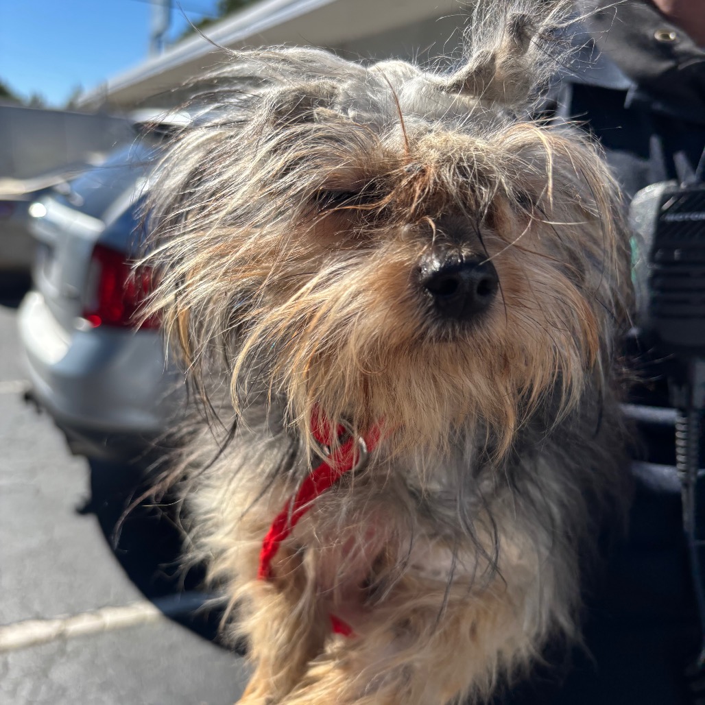 Shelter Stray Female Dog last seen , 980 Guilford College Rd, Greensboro, NC 27409, USA