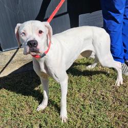 Shelter Stray Female Dog last seen , 244 Georgetown Rd, Jacksonville, NC 28540, USA