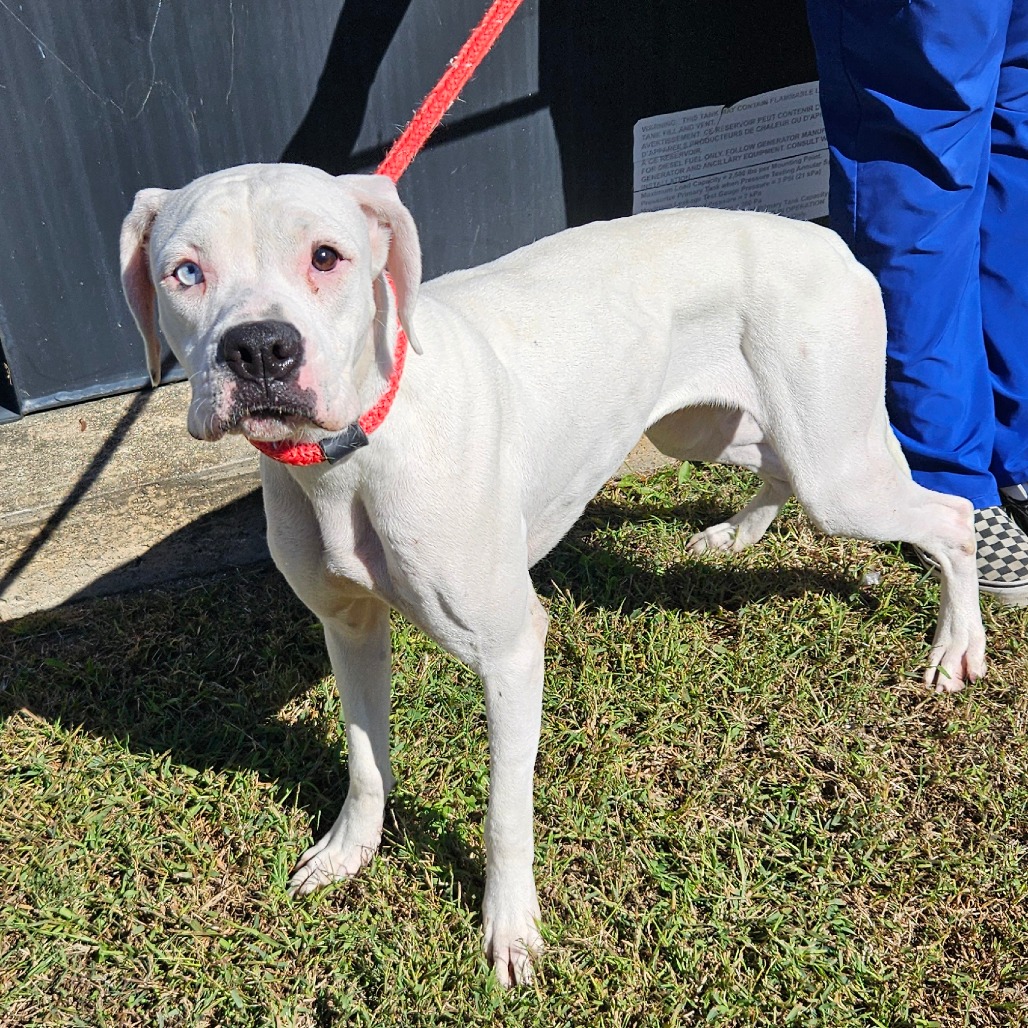 Shelter Stray Female Dog last seen , 244 Georgetown Rd, Jacksonville, NC 28540, USA