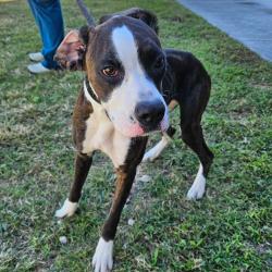Shelter Stray Female Dog last seen , 244 Georgetown Rd, Jacksonville, NC 28540, USA