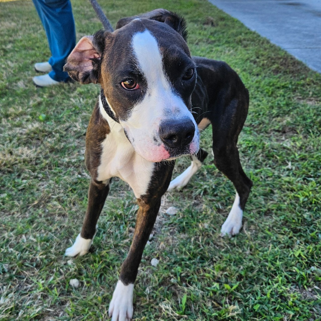 Shelter Stray Female Dog last seen , 244 Georgetown Rd, Jacksonville, NC 28540, USA
