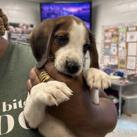 Shelter Stray Male Dog last seen , 244 Georgetown Rd, Jacksonville, NC 28540, USA
