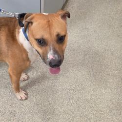 Shelter Stray Male Dog last seen , 8464 Beach Blvd, Jacksonville, FL 32216, USA