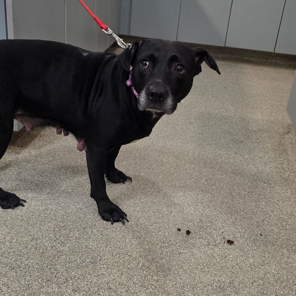 Shelter Stray Female Dog last seen , 8464 Beach Blvd, Jacksonville, FL 32216, USA