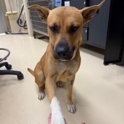 Shelter Stray Female Dog last seen , 5570 Sturmer Park Cir, Winston-Salem, NC 27105, USA