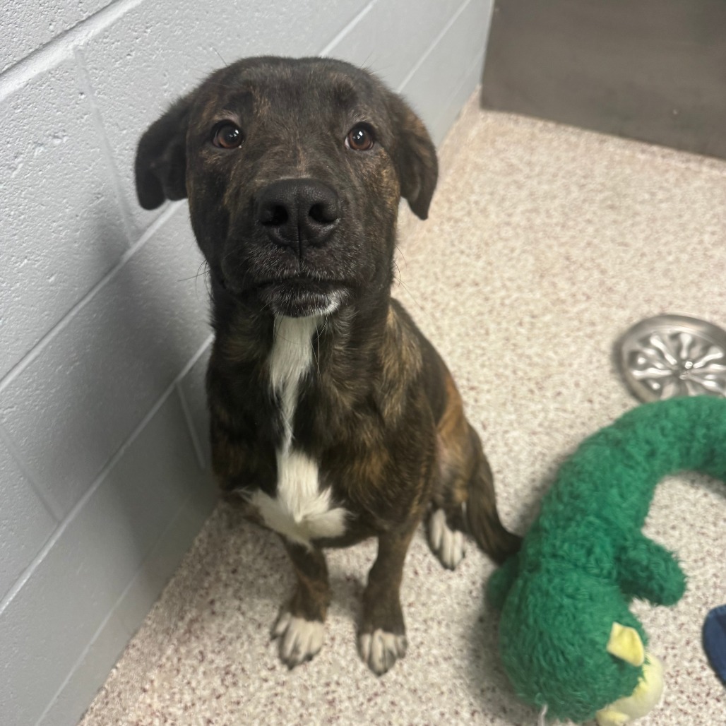 Shelter Stray Male Dog last seen , 5570 Sturmer Park Cir, Winston-Salem, NC 27105, USA