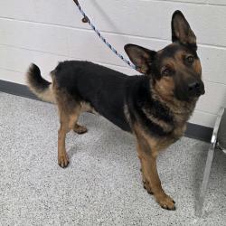 Shelter Stray Male Dog last seen , 5801 Graye Ln, Caldwell, ID 83607, USA