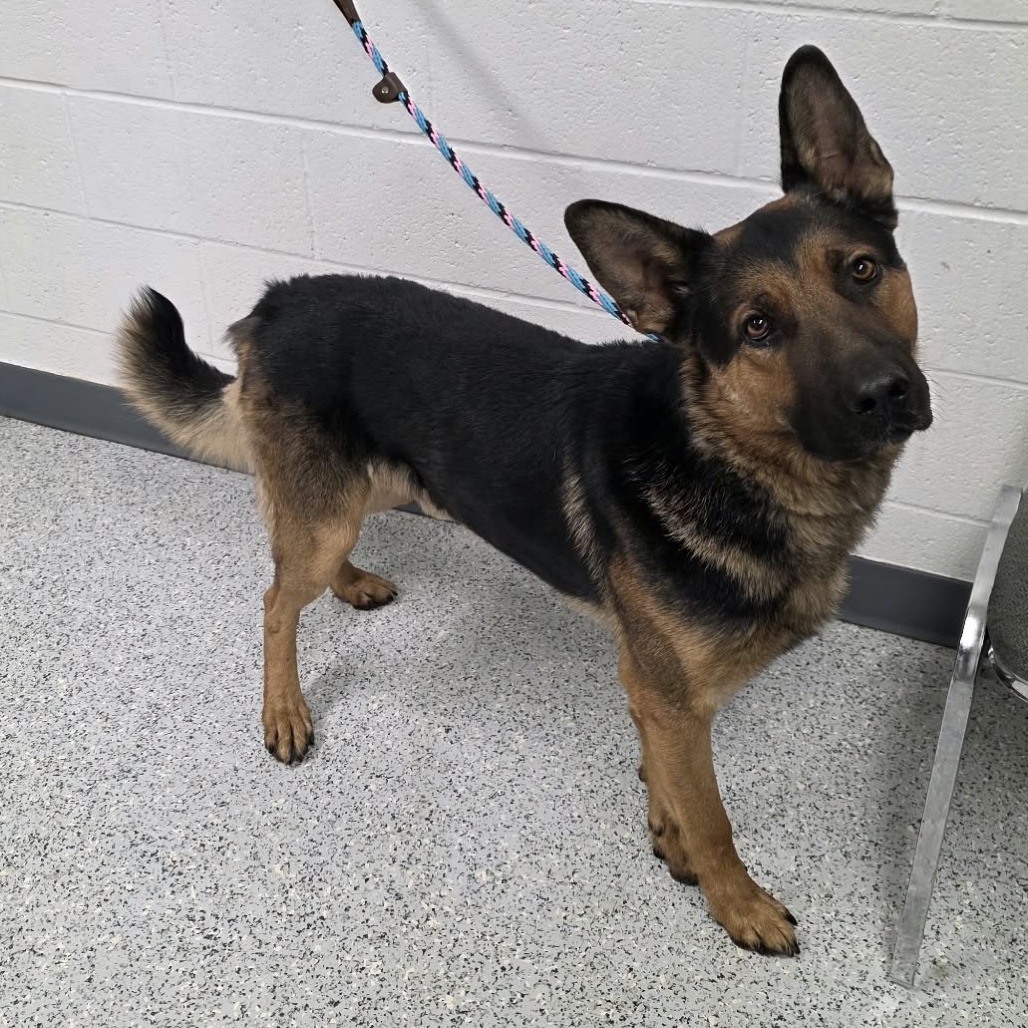 Shelter Stray Male Dog last seen , 5801 Graye Ln, Caldwell, ID 83607, USA