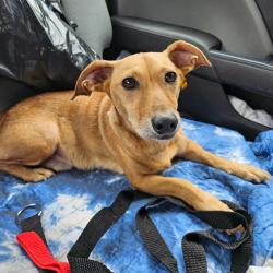 Shelter Stray Male Dog last seen , 141 Canna Ln, Lake Jackson, TX 77566, USA