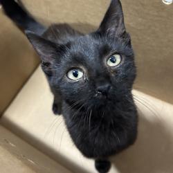 Shelter Stray Male Cat last seen , 124 Evergreen Ave, Newark, NJ 07114, USA