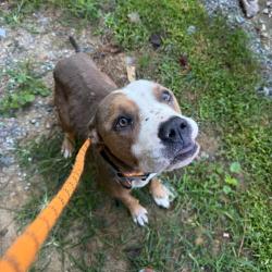 Shelter Stray Male Dog last seen , 4900 Milgen Rd, Columbus, GA 31907, USA