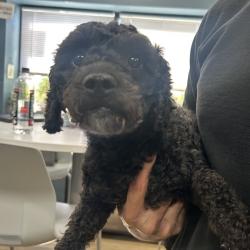 Shelter Stray Male Dog last seen , 124 Evergreen Ave, Newark, NJ 07114, USA
