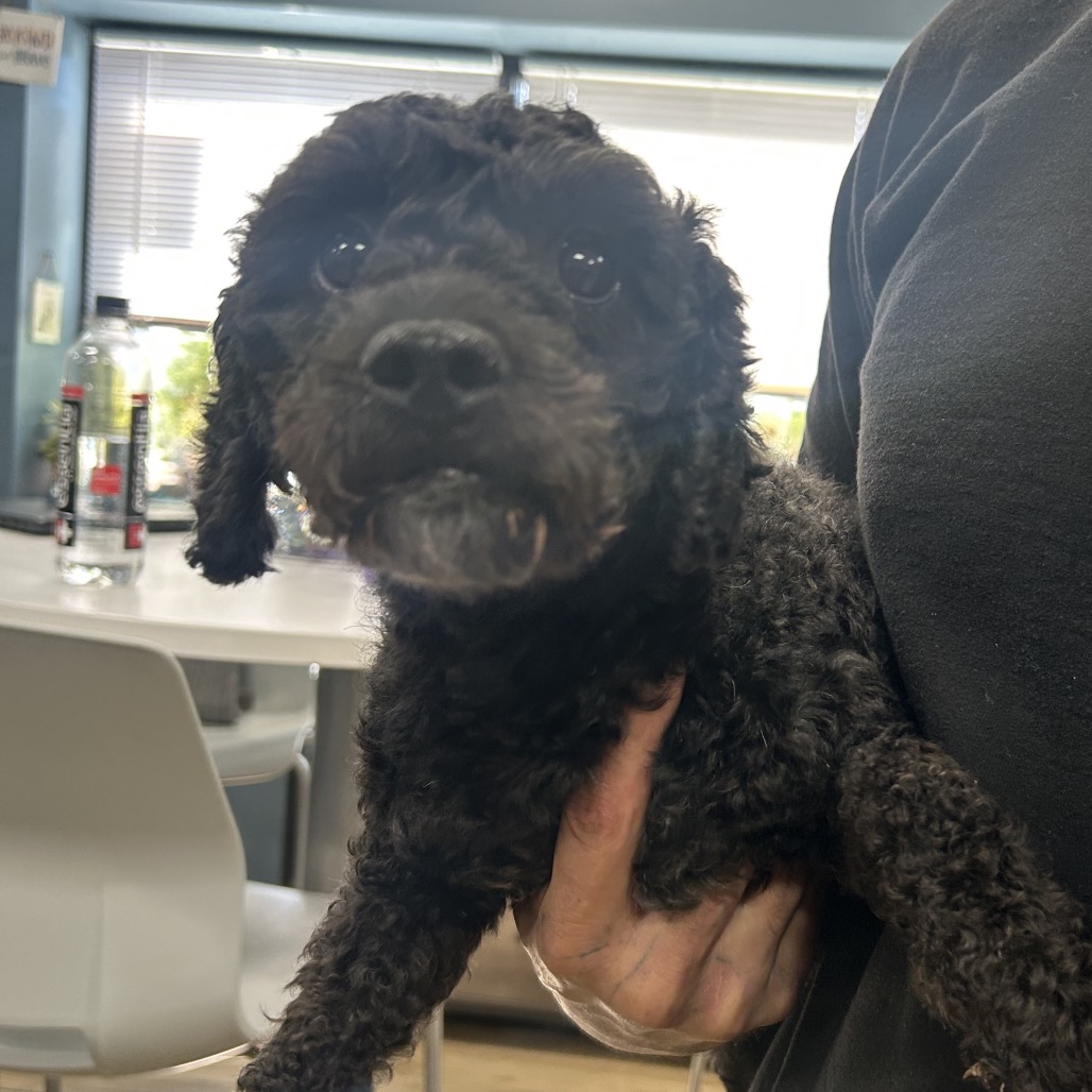 Shelter Stray Male Dog last seen , 124 Evergreen Ave, Newark, NJ 07114, USA