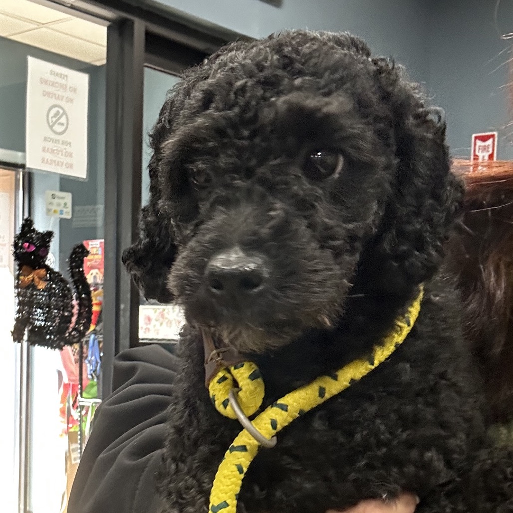 Shelter Stray Male Dog last seen , 124 Evergreen Ave, Newark, NJ 07114, USA