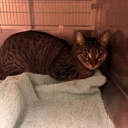 Shelter Stray Female Cat last seen , 54687 Co Rd 19, Bristol, IN 46507, USA