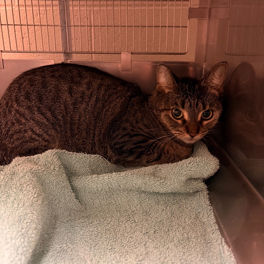 Shelter Stray Female Cat last seen , 54687 Co Rd 19, Bristol, IN 46507, USA