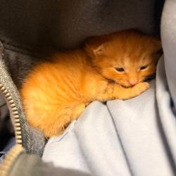 Shelter Stray Male Cat last seen , 54687 Co Rd 19, Bristol, IN 46507, USA