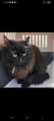 Lost Female Cat last seen Orr street and Blackburn Street maddington, Monroe, WA 98272