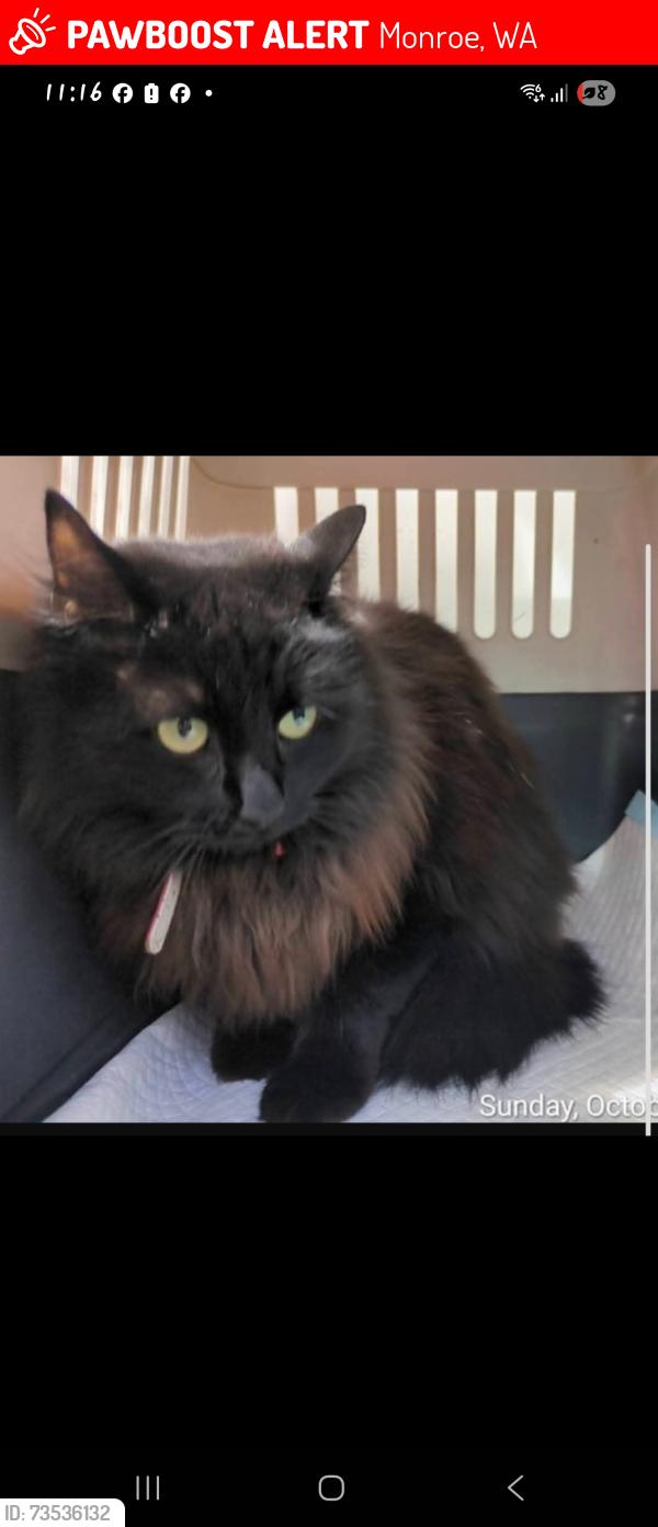 Lost Female Cat last seen Orr street and Blackburn Street maddington, Monroe, WA 98272