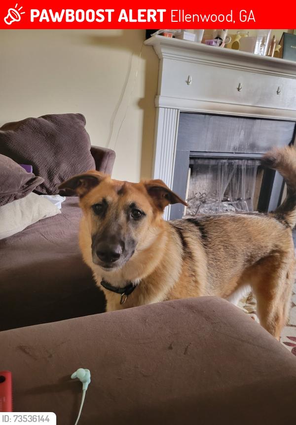 Lost Female Dog last seen Old Rex and Hwy 42, Ellenwood, GA 30294