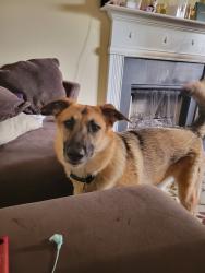 Lost Female Dog last seen Old Rex and Hwy 42, Ellenwood, GA 30294