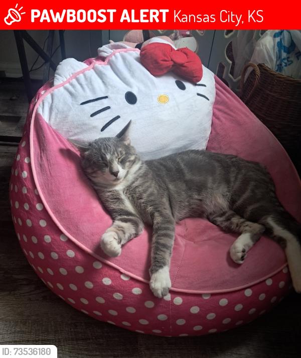 Lost Male Cat last seen Victoria and shawnee, Kansas City, KS 66106
