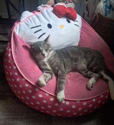 Lost Male Cat last seen Victoria and shawnee, Kansas City, KS 66106