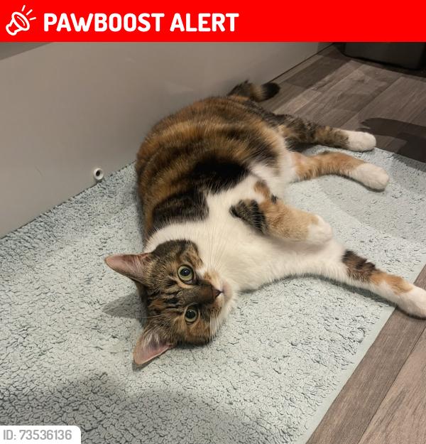 Lost Female Cat last seen James Avenue, Peterborough, England PE1 5BL
