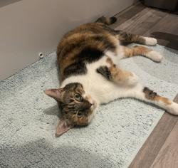 Lost Female Cat last seen James Avenue, Peterborough, England PE1 5BL