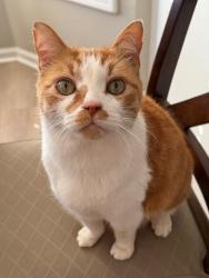 Lost Male Cat last seen Fountain Glen Ct, Lawrenceville, GA 30043