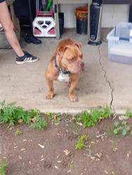 Lost Male Dog last seen 16th & Syracuse, Denver, CO 80220