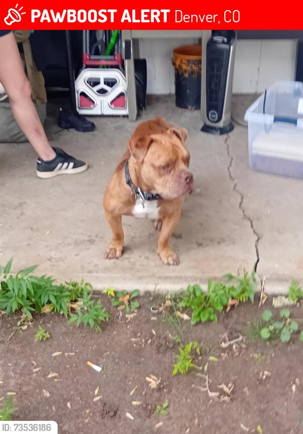 Lost Male Dog last seen 16th & Syracuse, Denver, CO 80220