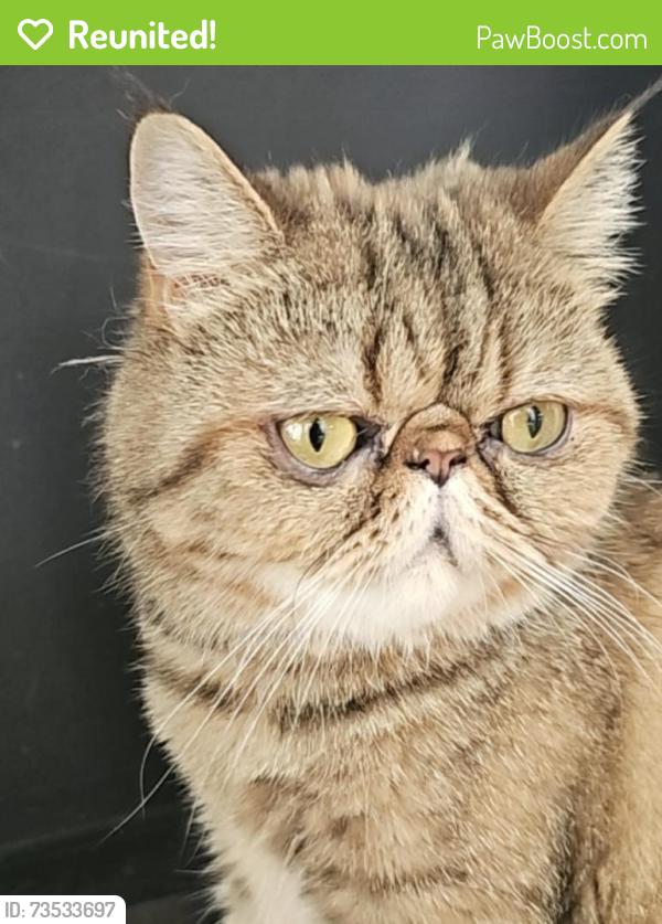 Reunited Female Cat last seen Mainstreet Rutherglein, Rutherglen, Scotland 
