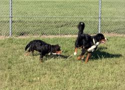 Reunited Male Dog last seen Eagles Landing, Indianapolis, IN 46254